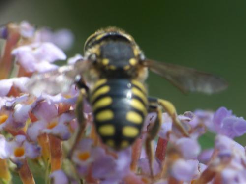 Anthidium florentinum